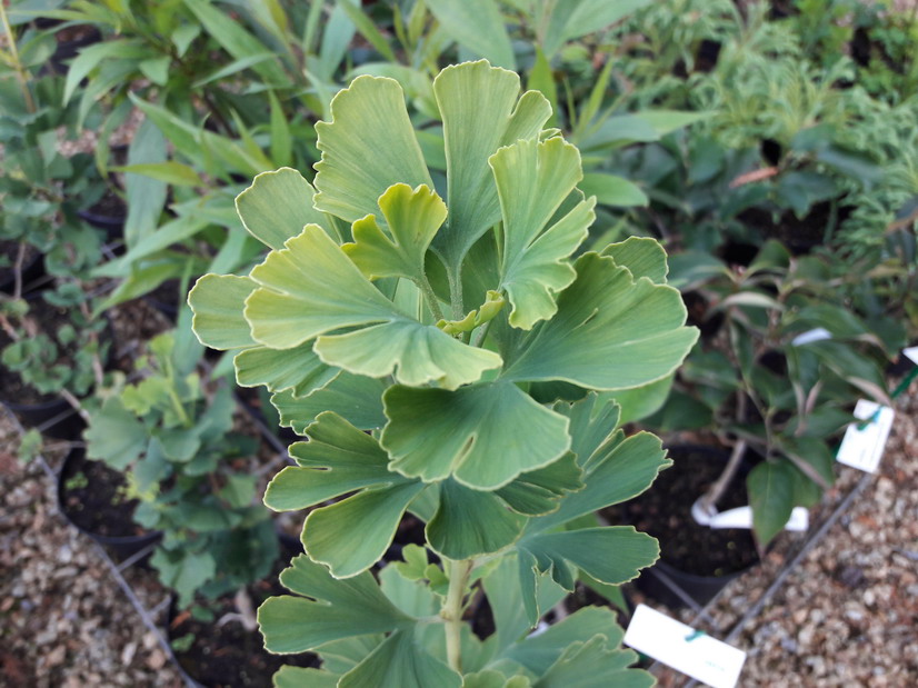 GINKGO biloba Menhir