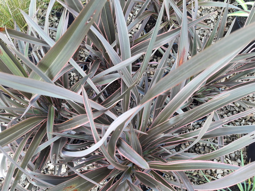 PHORMIUM Pink Stripe