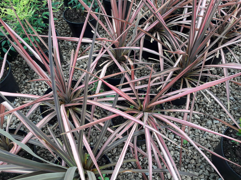 CORDYLINE australis Kiwi