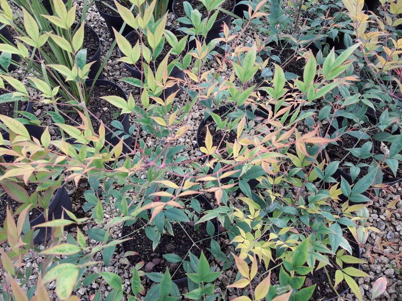 NANDINA domestica Umpqua Chief