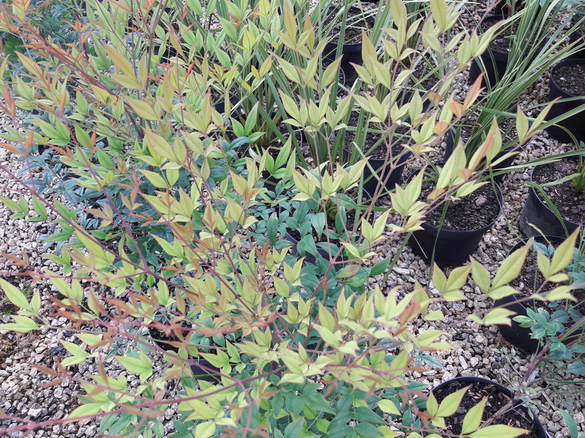 NANDINA domestica Richmond Purpurea