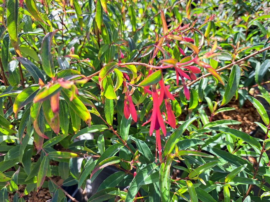 FUCHSIA hatschbachii