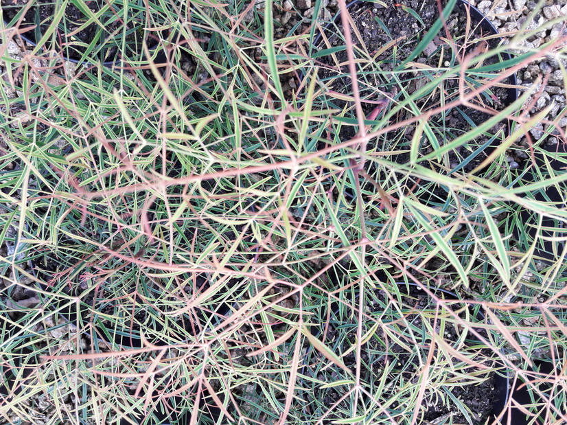 NANDINA domestica Filamentosa