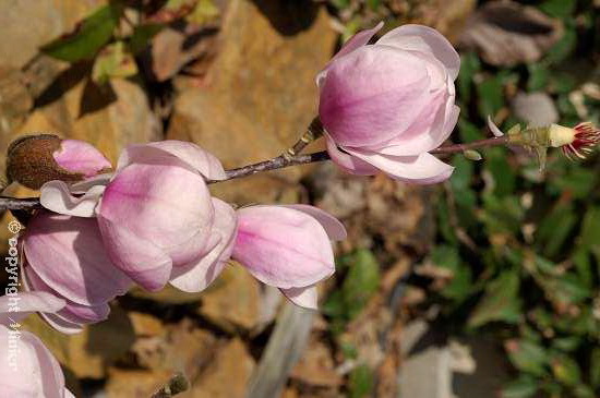 MAGNOLIA denudata Festirose ®