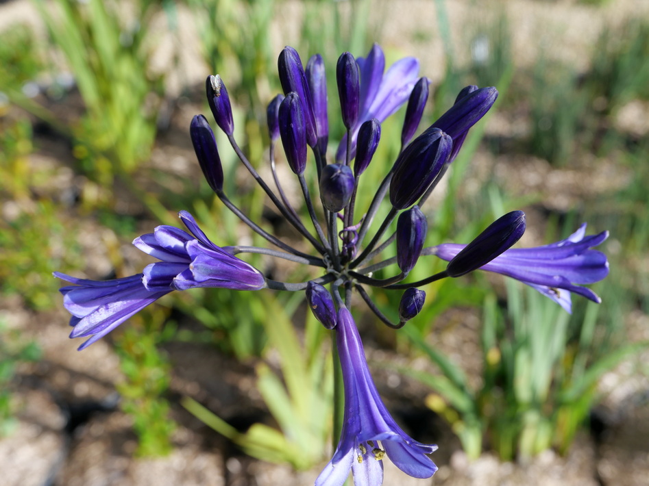 AGAPANTHUS Black Pantha ®