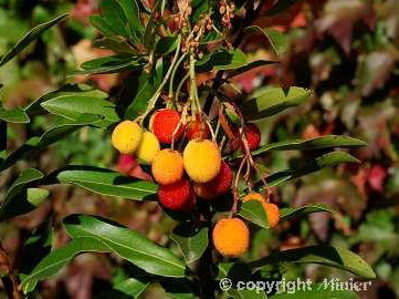 ARBUTUS unedo Roselily ® : fruits en automne. Crédit photo : Pépinières Minier à Angers (49). Nº5836