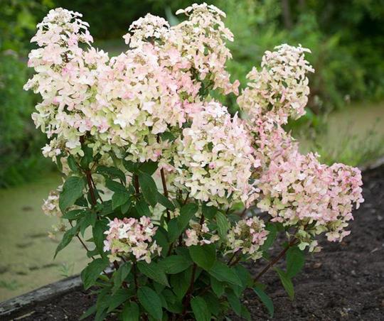 HYDRANGEA paniculata Wim's Red ®