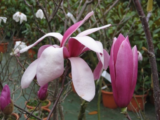 MAGNOLIA Royal Crown