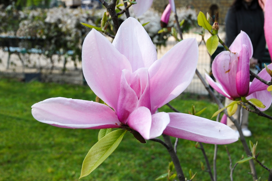MAGNOLIA Star Wars