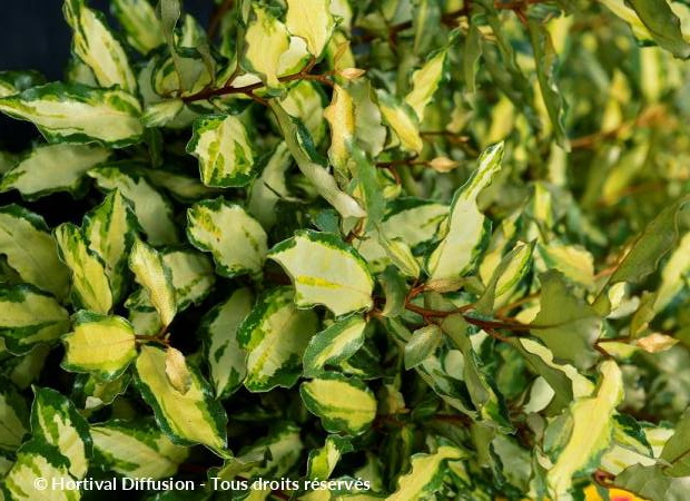 ELAEAGNUS x.ebbingei Maryline ®