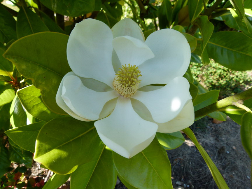 MAGNOLIA grandiflora François Treyve