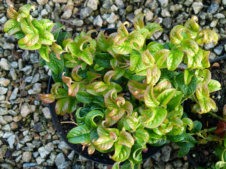 LEUCOTHOE fontanesiana Twisting Red ®