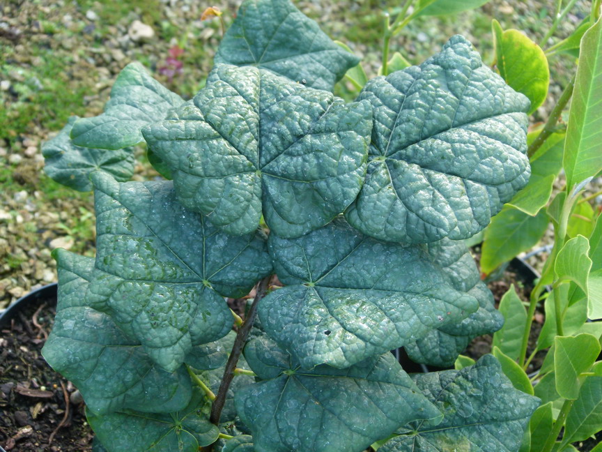 CERCIS canadensis Little Woody