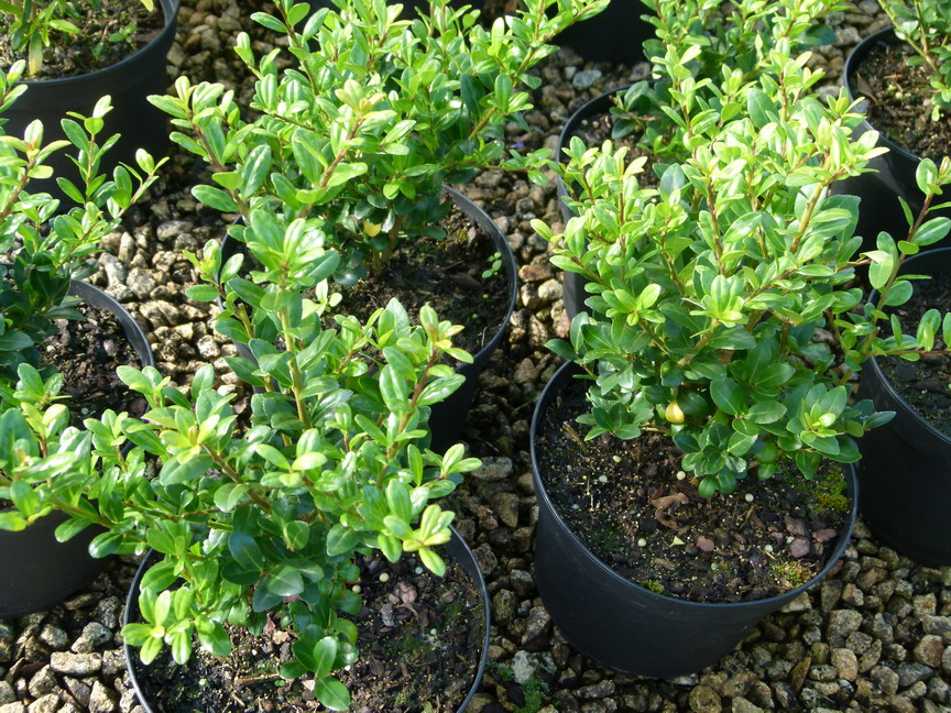 comment planter ilex crenata