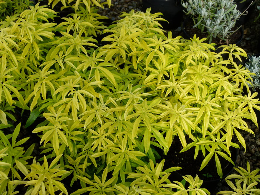 CHOISYA ternata Goldfinger ®