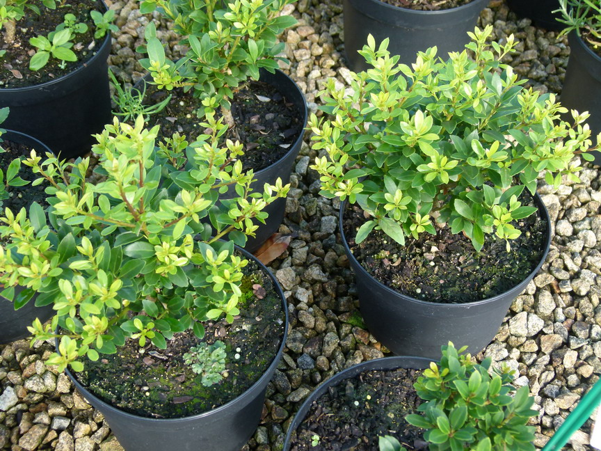 ILEX crenata Stokes