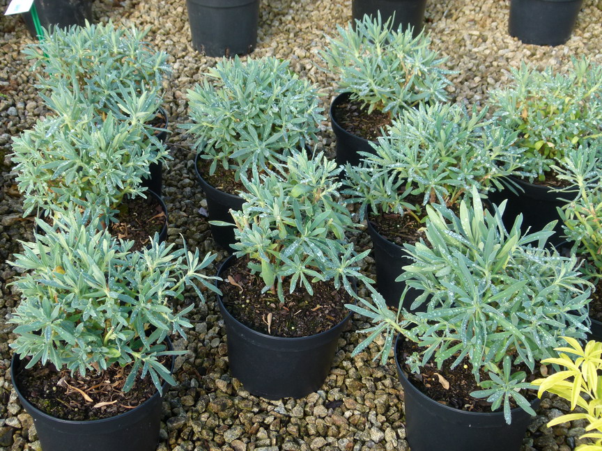EUPHORBIA characias Wulfenii Shorty ®
