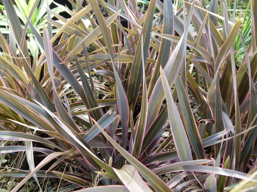 PHORMIUM Pink Stripe