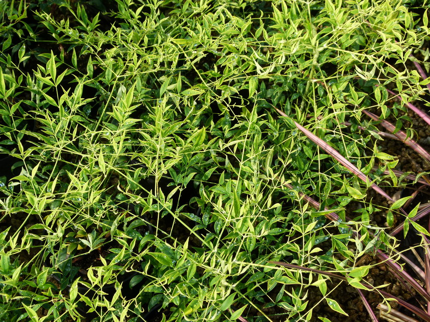 NANDINA domestica Leucocarpa