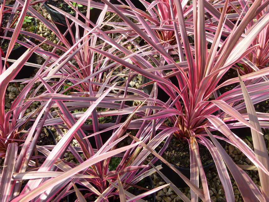 CORDYLINE australis Pink Fire