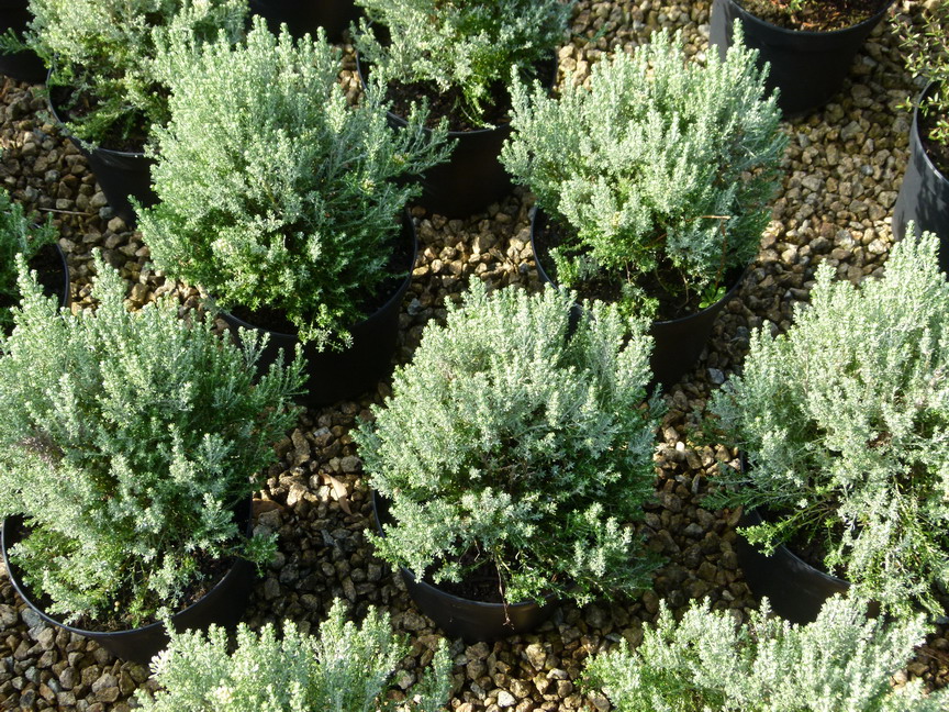 CASSINIA retorta Ward Silver