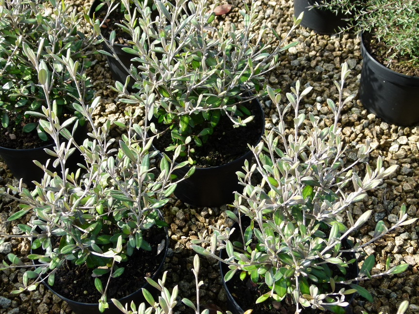 COROKIA x.virgata Frosted Chocolate