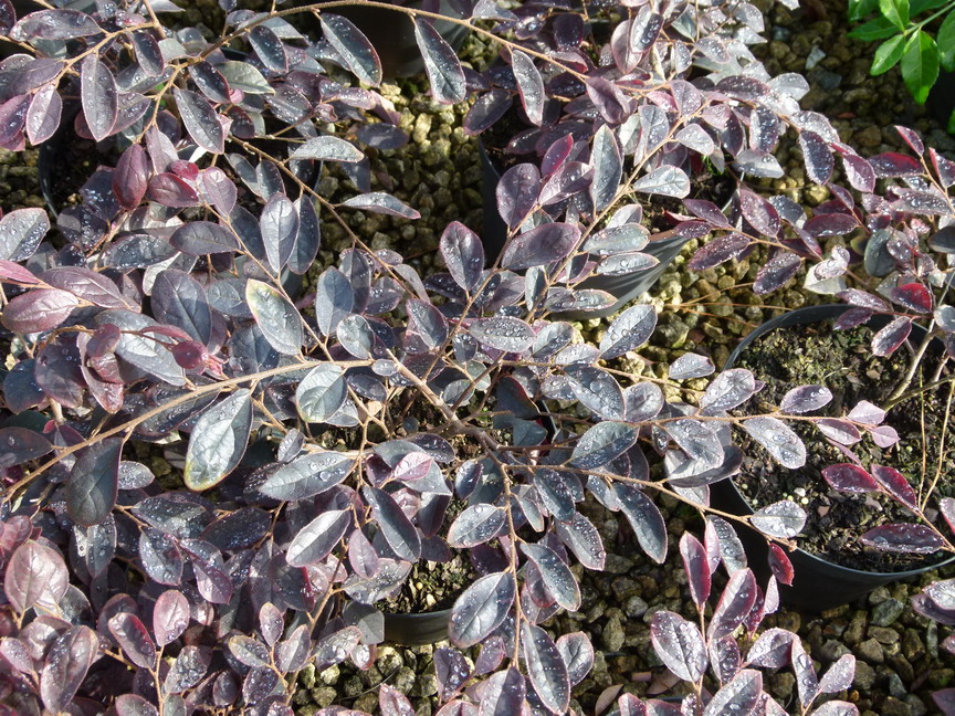 LOROPETALUM chinense Sizzling Pink