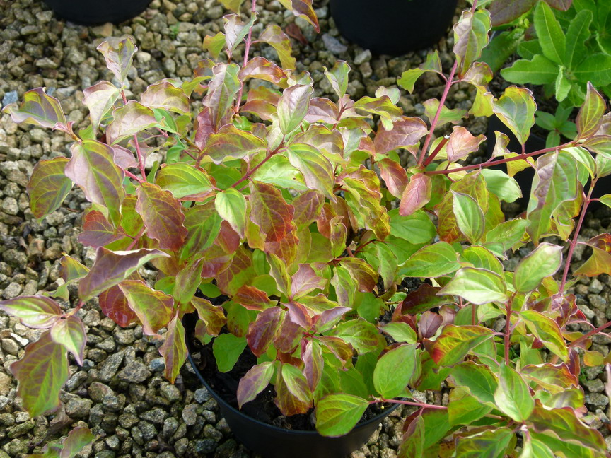 CORNUS sanguinea Anny's Winter Orange