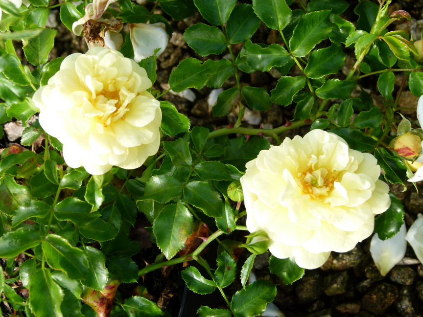 ROSA Amber Sun ® : floraison estivale. Nº5881