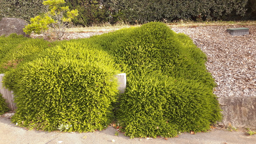 BACCHARIS magellanica