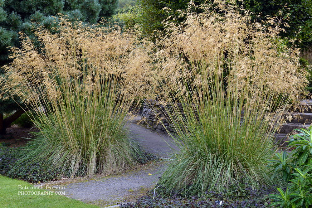 STIPA gigantea