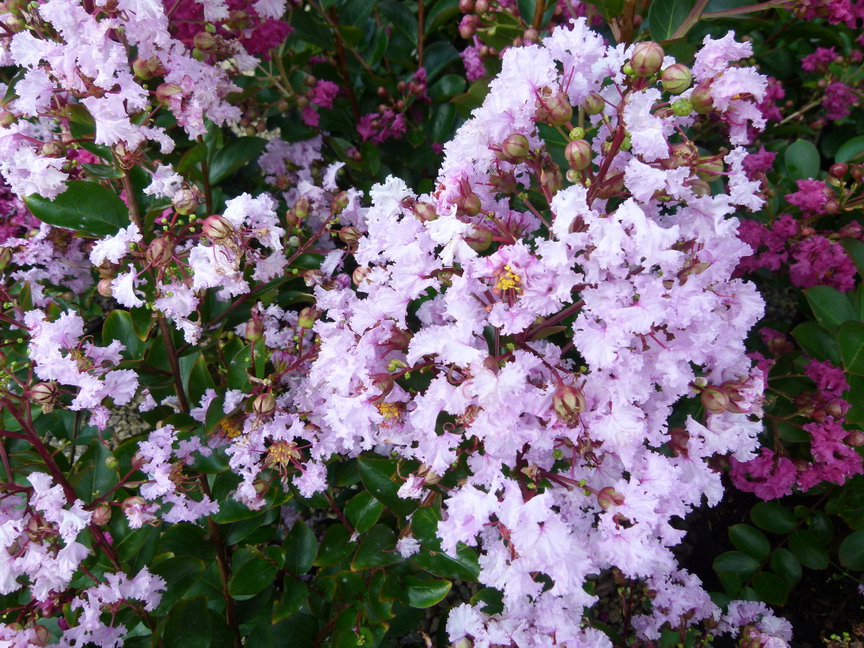 LAGERSTROEMIA indica Camaïeu d'Eté ®