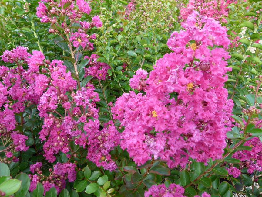 LAGERSTROEMIA indica Violet d'Eté ®