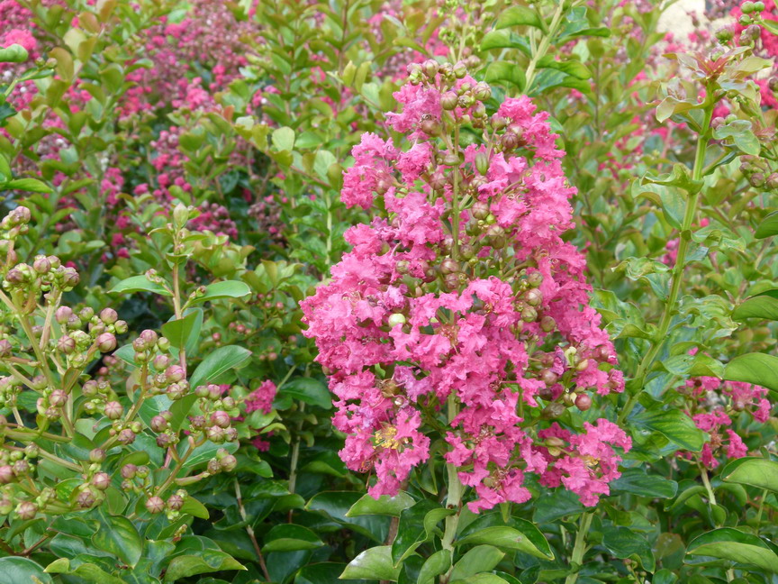 LAGERSTROEMIA indica Rose Fuchsia