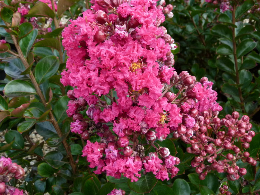 LAGERSTROEMIA indica Fuchsia d'Eté ®