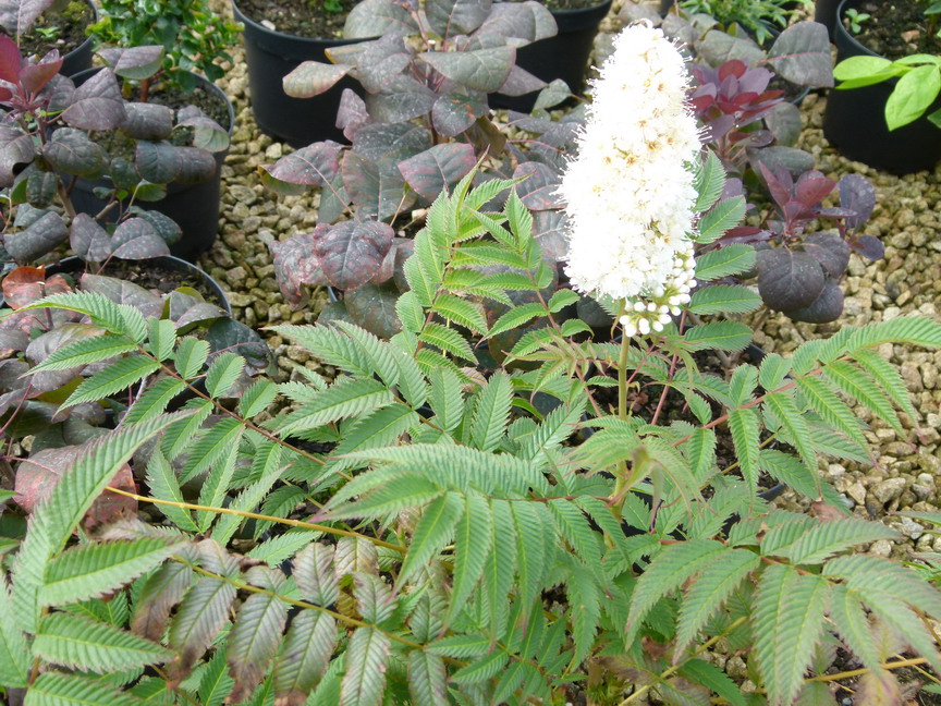 SORBARIA sorbifolia Sem ® : floraison estivale. Nº5920