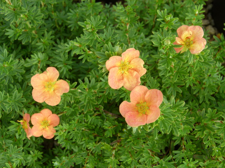 POTENTILLA fruticosa Red Joker