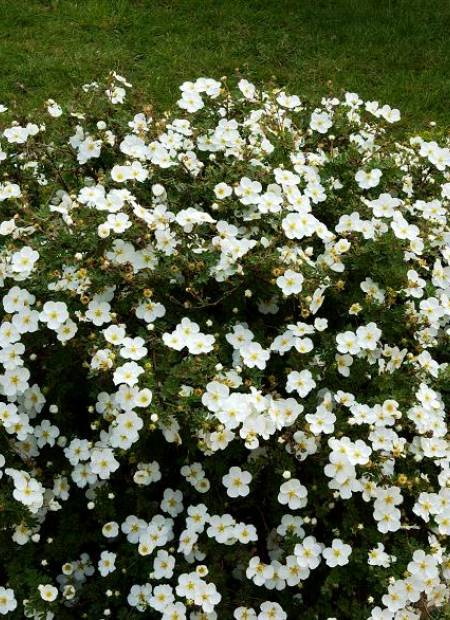 POTENTILLA fruticosa Abbotswood