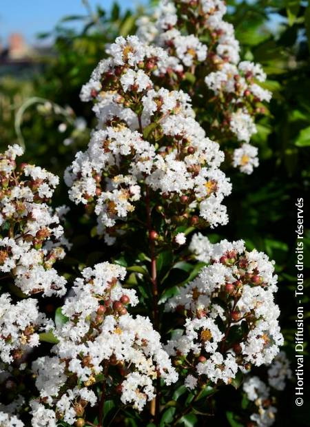 LAGERSTROEMIA indica Neige d'Eté ®