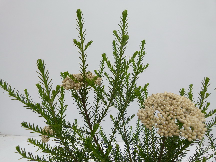 OZOTHAMNUS diosmifolius