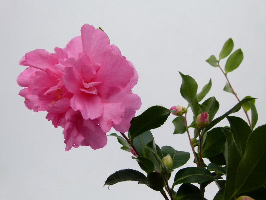 CAMELLIA sasanqua Sparkling Burgundy