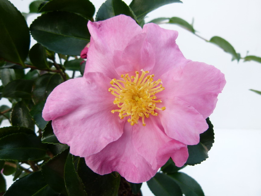 CAMELLIA sasanqua Camille