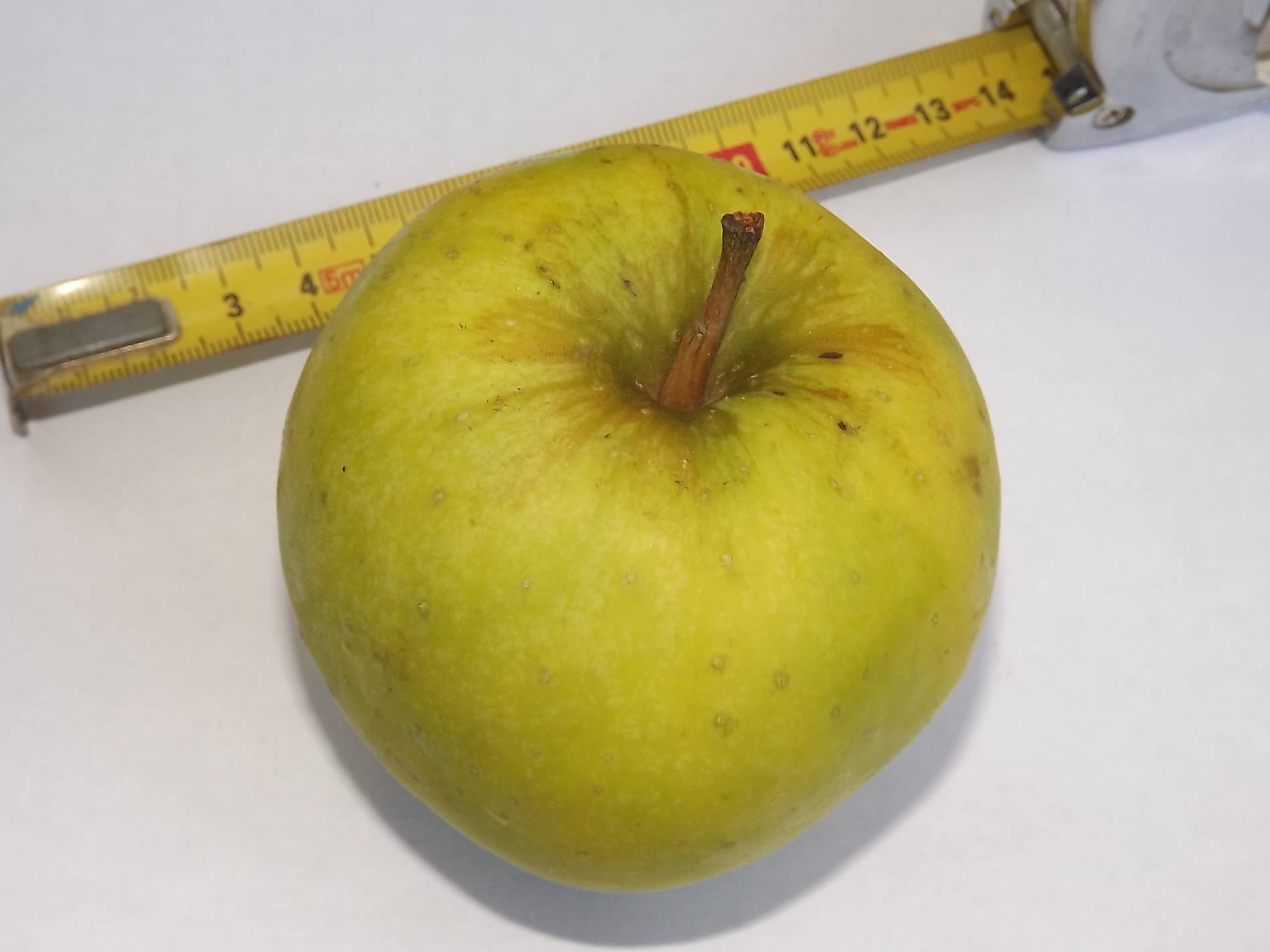 POMMIER Fil Jaune