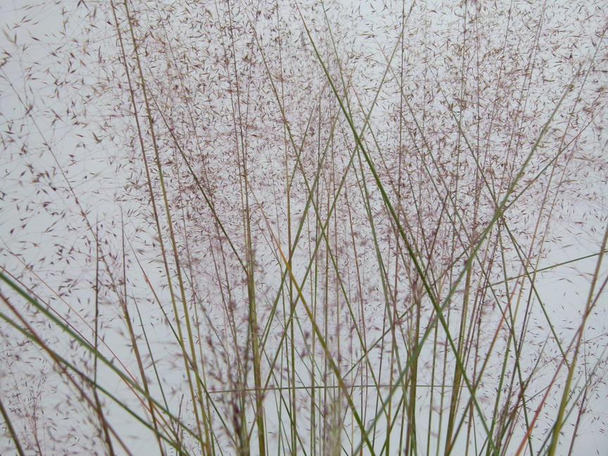 MUHLENBERGIA capillaris