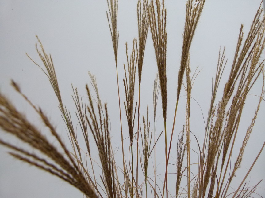 MISCANTHUS sinensis Yakushima
