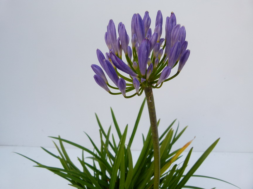 AGAPANTHUS umbellatus Pitchoune Blue ®