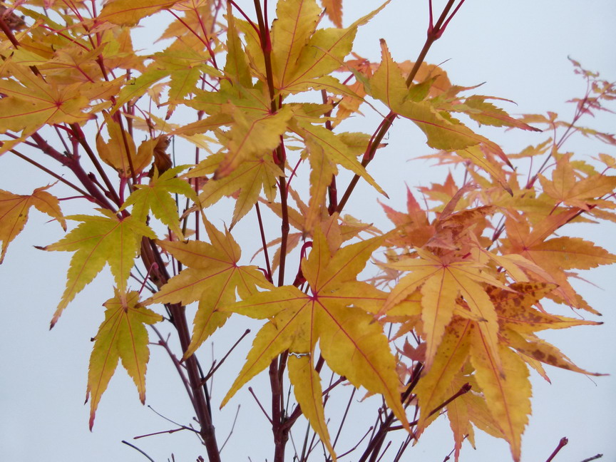 ACER palmatum Senkaki : feuillage coloré d'automne. Nº5965