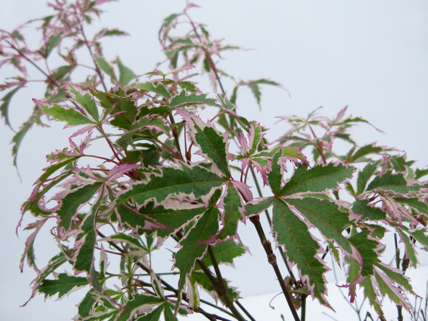 ACER palmatum Butterfly