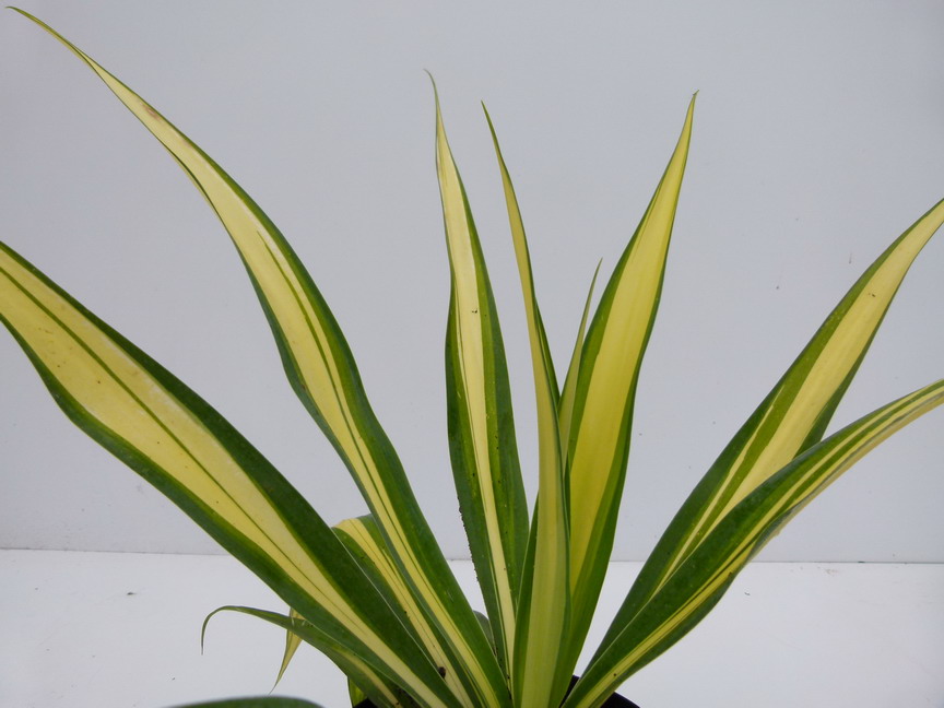 BESCHORNERIA yuccoides Flamingo Glow