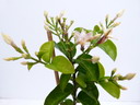 JASMINUM sambac